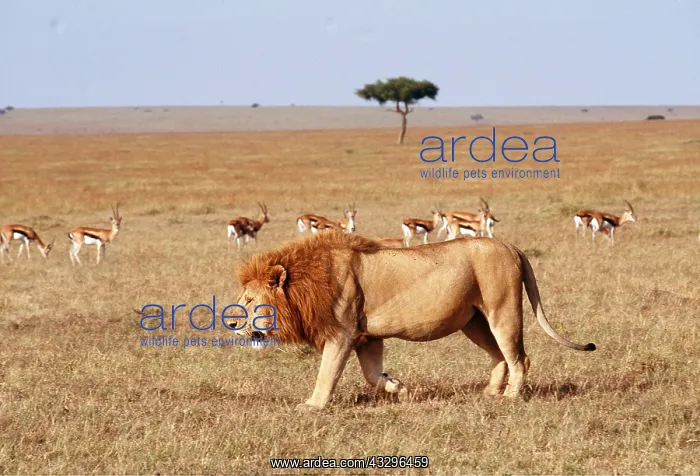  : LION - single male walking in African plain Maasai