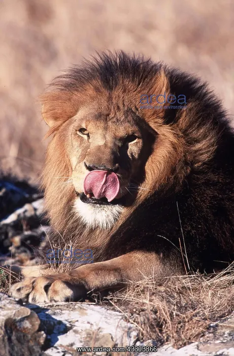 : LION - Single male wth tongue out : LION - Single male wth tongue out