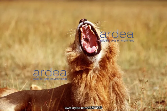 : LION - single male, yawning : LION - single male, yawning