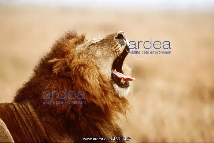 : LION - single male, yawning : LION - single male, yawning