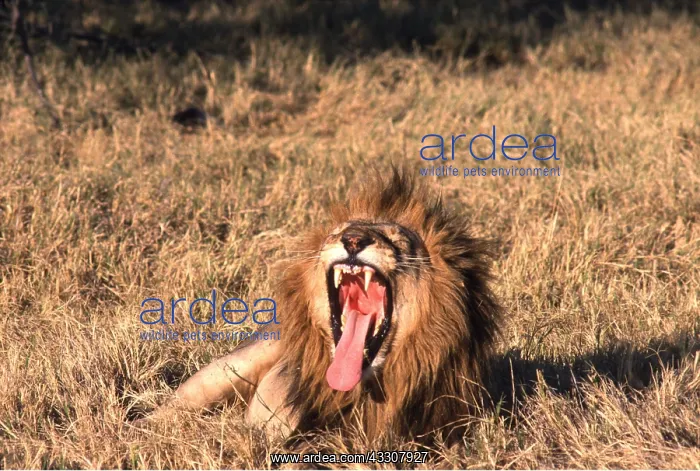 : LION - single male, yawns : LION - single male, yawns