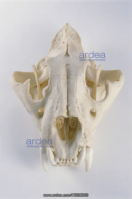  : Lion skull
