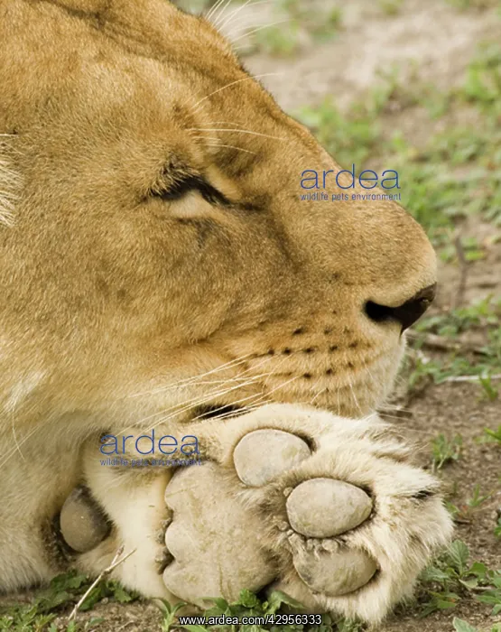 : Lion sleeping on paw : Lion sleeping on paw