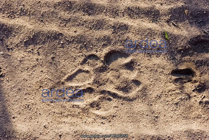 : Lion - Spur in the sand : Lion - Spur in the sand
