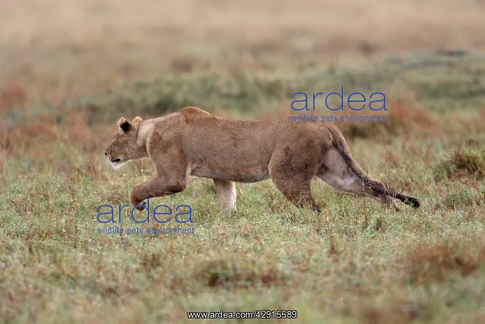 : Lion - stalking : Lion - stalking