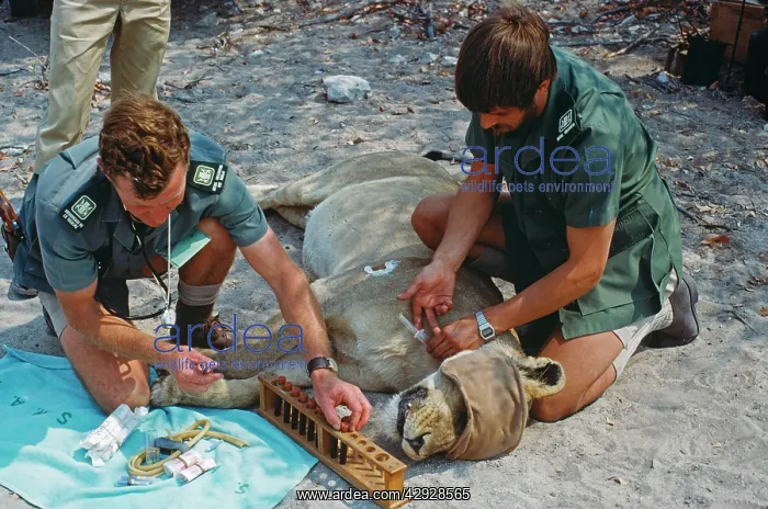 : LION study - Dr Hu Berry and his assistant drawing : LION study - Dr Hu Berry and his assistant drawing
