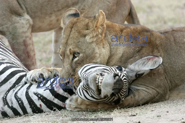 : Lion - suffocating Crawshay's Zebra : Lion - suffocating Crawshay's Zebra