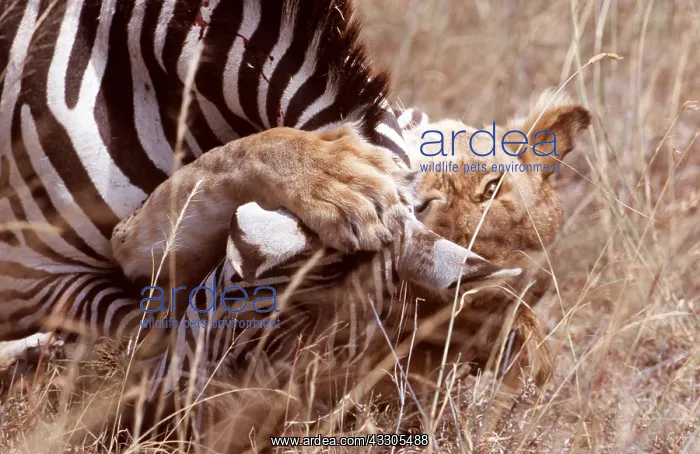  : LION - suffocating zebra as prey