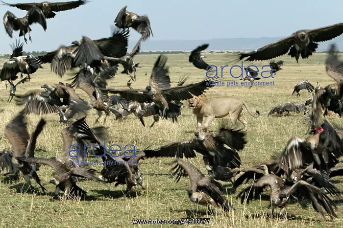 : Lion - surrounded by vultures in flight : Lion - surrounded by vultures in flight