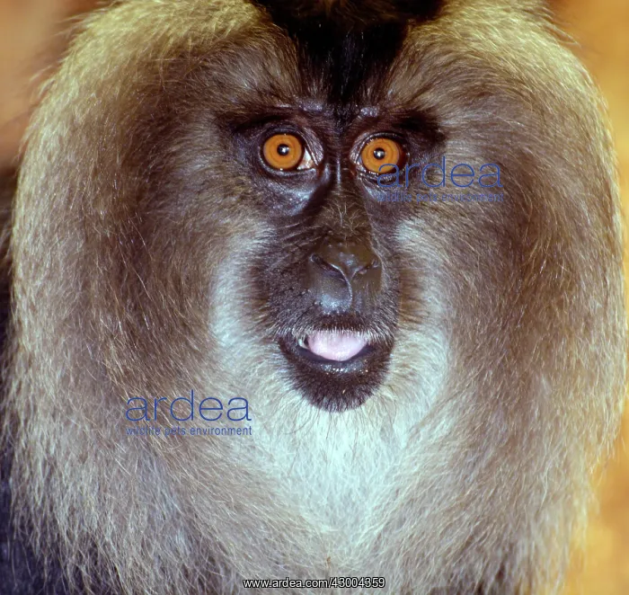 : Lion Tailed Macacque / Wanderoo male : Lion Tailed Macacque / Wanderoo male