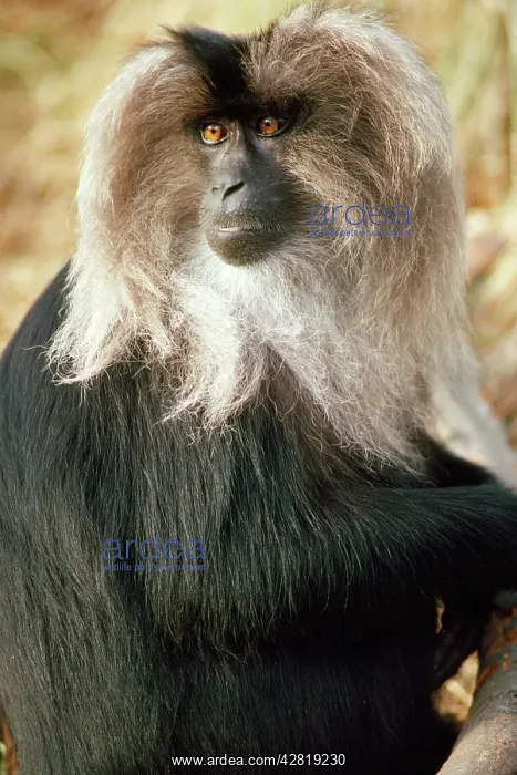 : Lion-tailed Macaque : Lion-tailed Macaque