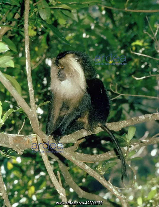 : Lion-tailed Macaque : Lion-tailed Macaque