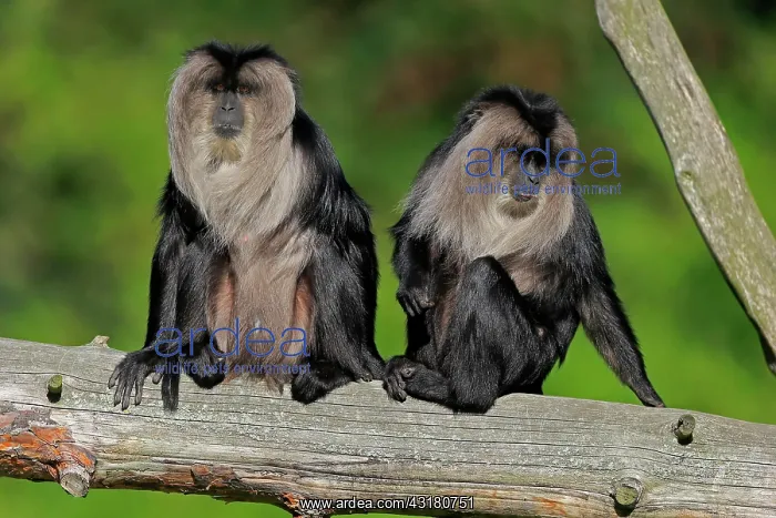: Lion-tailed macaque (Macaca silenus), Wanderu, adult : Lion-tailed macaque (Macaca silenus), Wanderu, adult