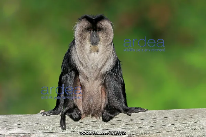 : Lion-tailed macaque (Macaca silenus), Wanderu, adult : Lion-tailed macaque (Macaca silenus), Wanderu, adult