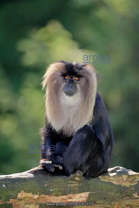 : Lion-tailed macaque (Macaca silenus), Wanderu, adult : Lion-tailed macaque (Macaca silenus), Wanderu, adult