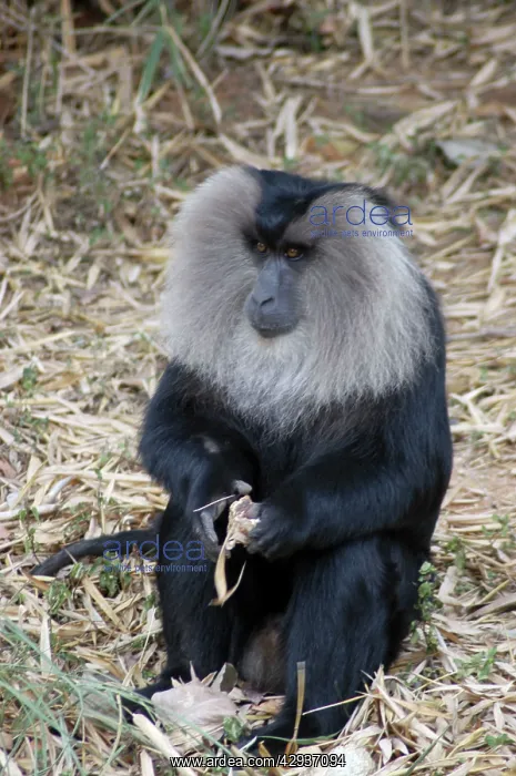 : Lion-tailed Macaque, male : Lion-tailed Macaque, male