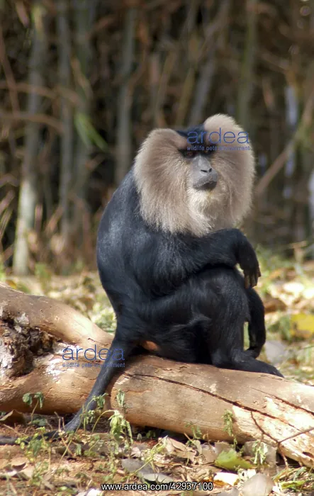 : Lion-tailed Macaque, male : Lion-tailed Macaque, male