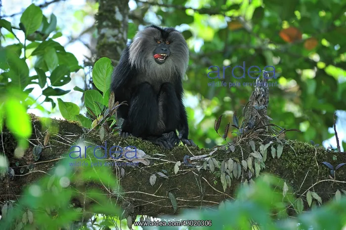 : Lion-tailed Macaque / Wanderoo : Lion-tailed Macaque / Wanderoo