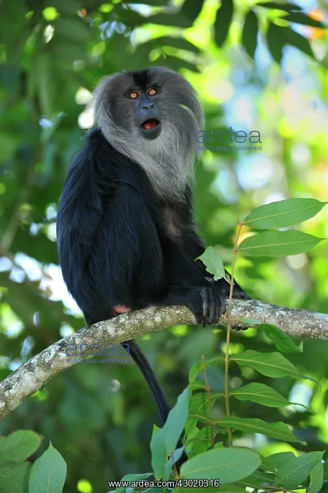 : Lion-tailed Macaque / Wanderoo : Lion-tailed Macaque / Wanderoo