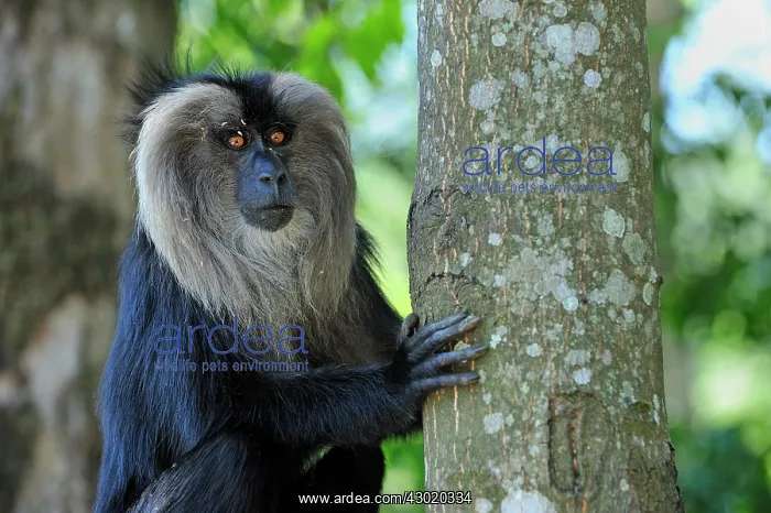 : Lion-tailed Macaque / Wanderoo : Lion-tailed Macaque / Wanderoo