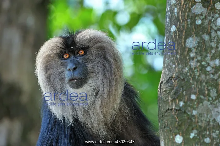 : Lion-tailed Macaque / Wanderoo : Lion-tailed Macaque / Wanderoo