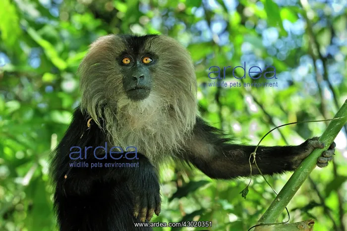 : Lion-tailed Macaque / Wanderoo : Lion-tailed Macaque / Wanderoo