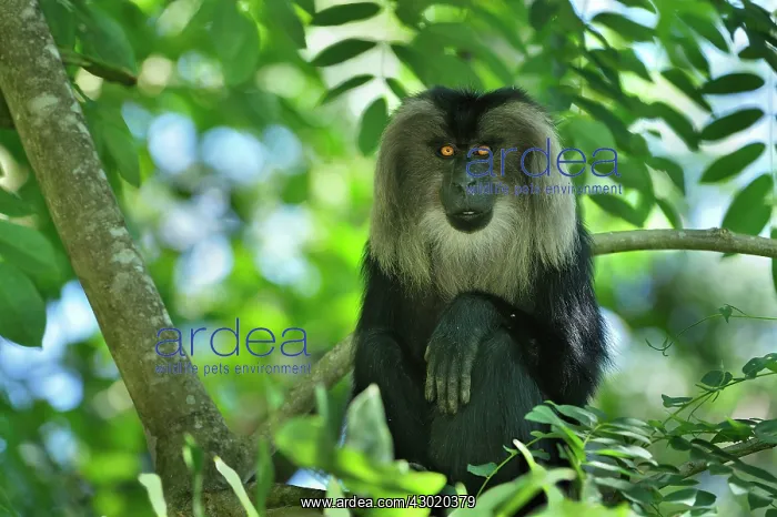 : Lion-tailed Macaque / Wanderoo : Lion-tailed Macaque / Wanderoo