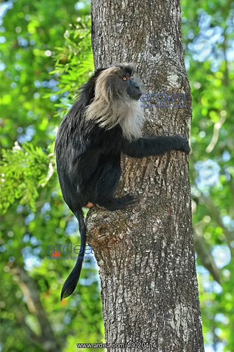 : Lion-tailed Macaque / Wanderoo : Lion-tailed Macaque / Wanderoo