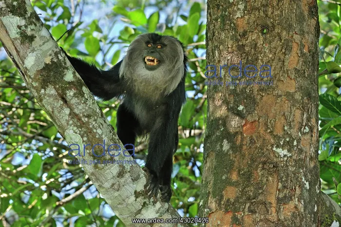 : Lion-tailed Macaque / Wanderoo : Lion-tailed Macaque / Wanderoo