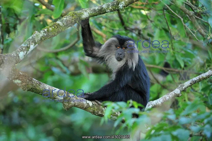 : Lion-tailed Macaque / Wanderoo : Lion-tailed Macaque / Wanderoo