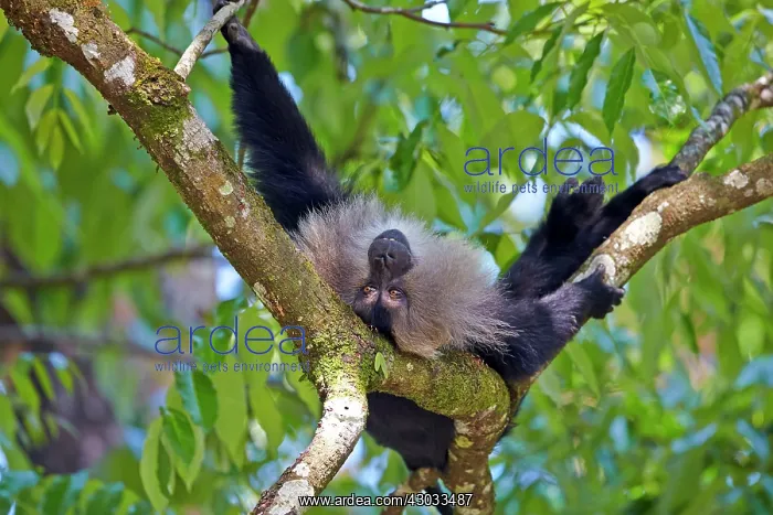 : Lion-tailed Macaque / Wanderoo adult dominant male : Lion-tailed Macaque / Wanderoo adult dominant male