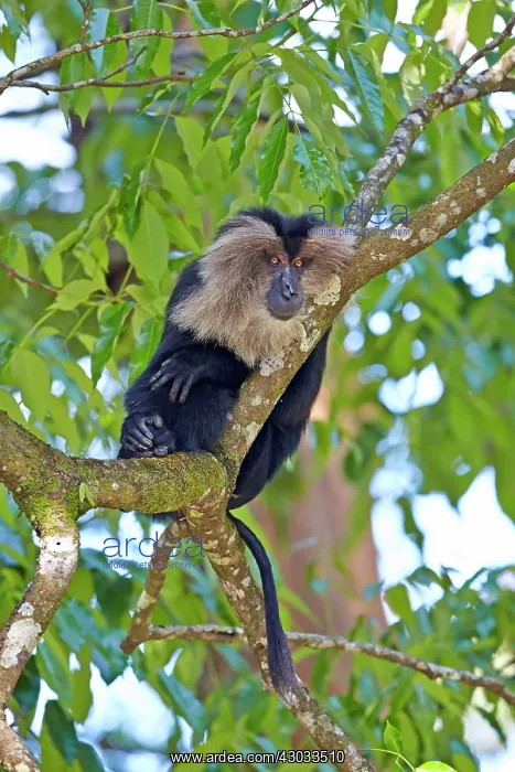 : Lion-tailed Macaque / Wanderoo adult dominant male : Lion-tailed Macaque / Wanderoo adult dominant male