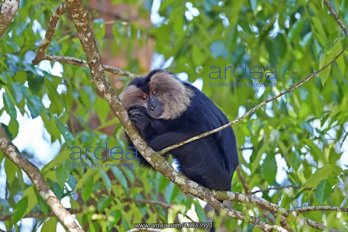 : Lion-tailed Macaque / Wanderoo adult dominant male : Lion-tailed Macaque / Wanderoo adult dominant male