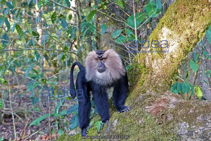 : Lion-tailed Macaque / Wanderoo adult dominant male : Lion-tailed Macaque / Wanderoo adult dominant male