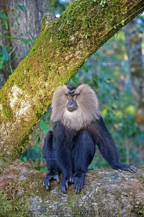 : Lion-tailed Macaque / Wanderoo adult dominant male : Lion-tailed Macaque / Wanderoo adult dominant male