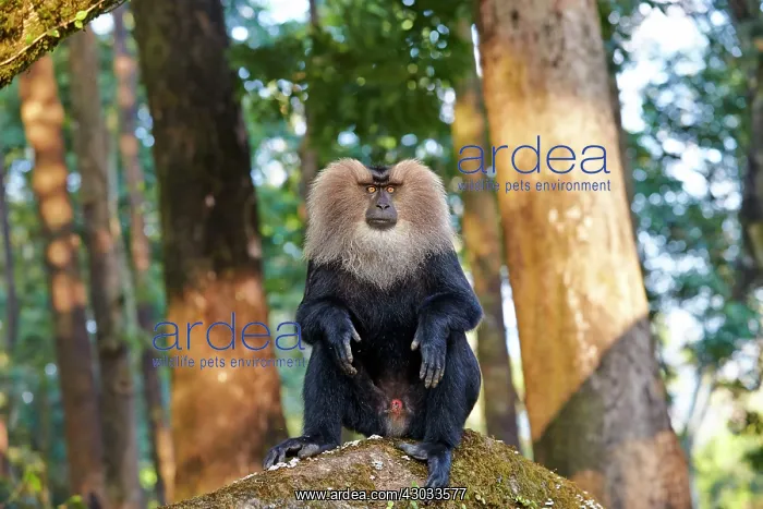 : Lion-tailed Macaque / Wanderoo adult dominant male : Lion-tailed Macaque / Wanderoo adult dominant male