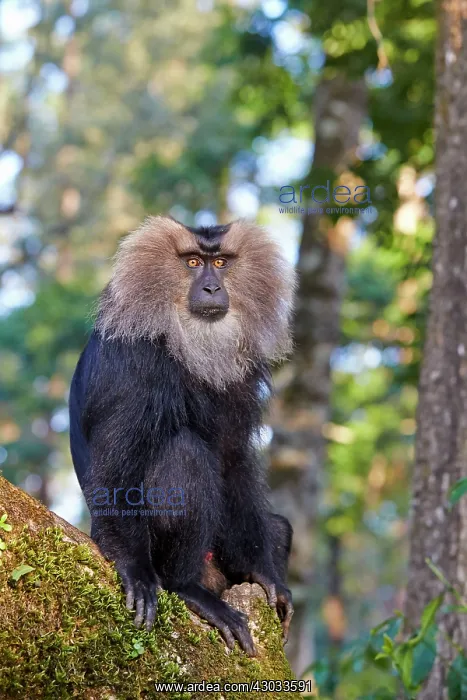 : Lion-tailed Macaque / Wanderoo adult dominant male : Lion-tailed Macaque / Wanderoo adult dominant male