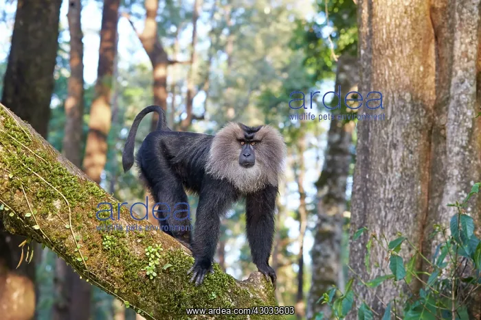 : Lion-tailed Macaque / Wanderoo adult dominant male : Lion-tailed Macaque / Wanderoo adult dominant male