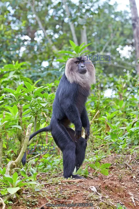 : Lion-tailed Macaque / Wanderoo adult dominant male : Lion-tailed Macaque / Wanderoo adult dominant male