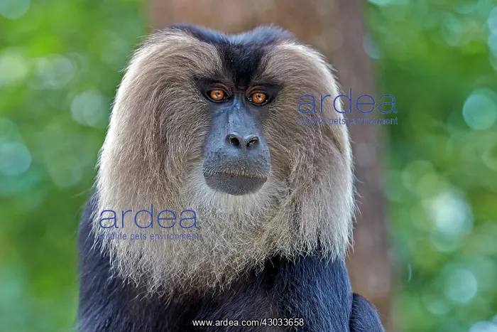 : Lion-tailed Macaque / Wanderoo adult dominant male : Lion-tailed Macaque / Wanderoo adult dominant male