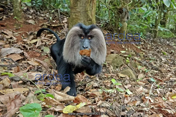 : Lion-tailed Macaque / Wanderoo adult dominant male : Lion-tailed Macaque / Wanderoo adult dominant male