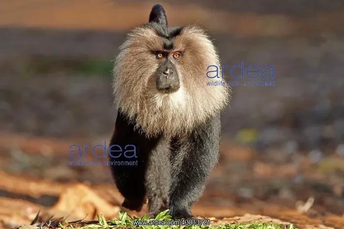 : Lion-tailed Macaque / Wanderoo adult dominant male : Lion-tailed Macaque / Wanderoo adult dominant male