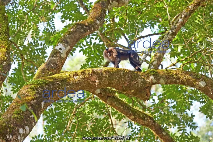 : Lion-tailed Macaque / Wanderoo adult dominant male : Lion-tailed Macaque / Wanderoo adult dominant male