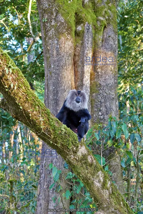 : Lion-tailed Macaque / Wanderoo adult dominant male : Lion-tailed Macaque / Wanderoo adult dominant male