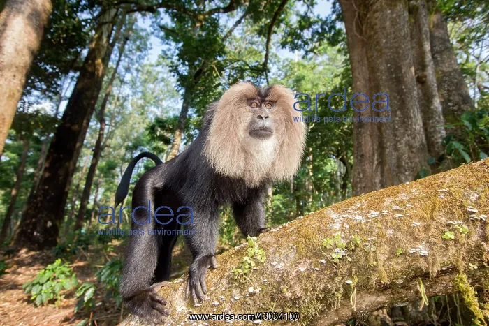 : Lion-tailed Macaque / Wanderoo adult dominant male : Lion-tailed Macaque / Wanderoo adult dominant male