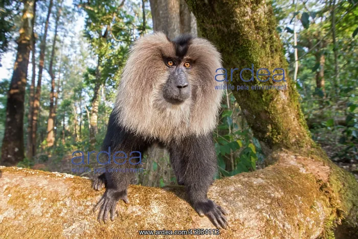 : Lion-tailed Macaque / Wanderoo adult dominant male : Lion-tailed Macaque / Wanderoo adult dominant male
