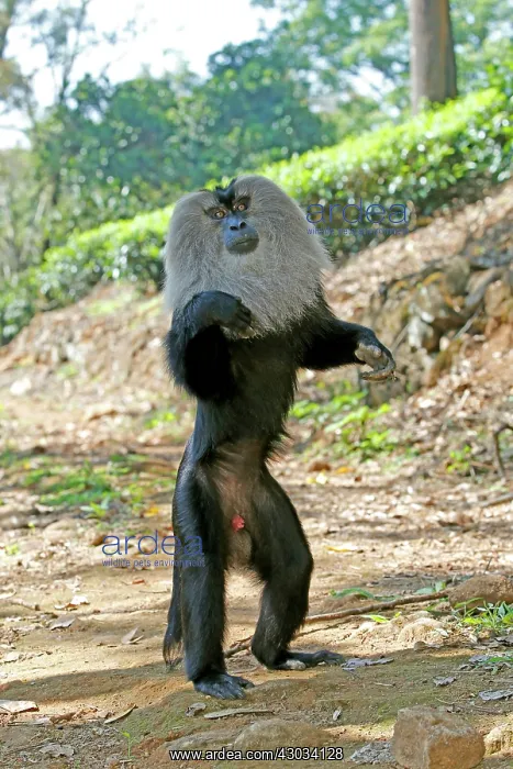 : Lion-tailed Macaque / Wanderoo adult dominant male : Lion-tailed Macaque / Wanderoo adult dominant male