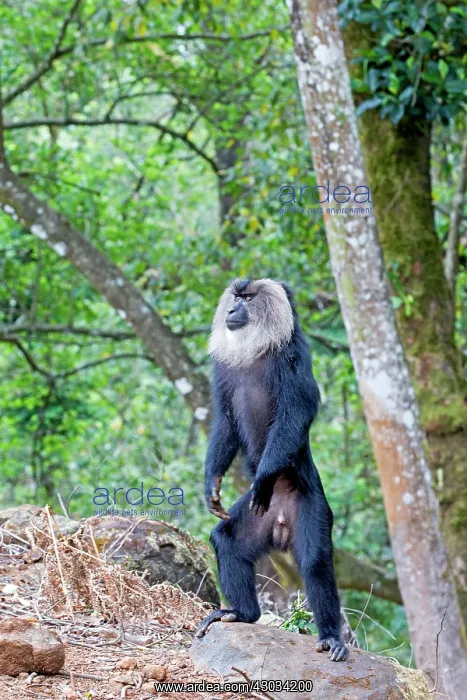 : Lion-tailed Macaque / Wanderoo adult dominant male : Lion-tailed Macaque / Wanderoo adult dominant male
