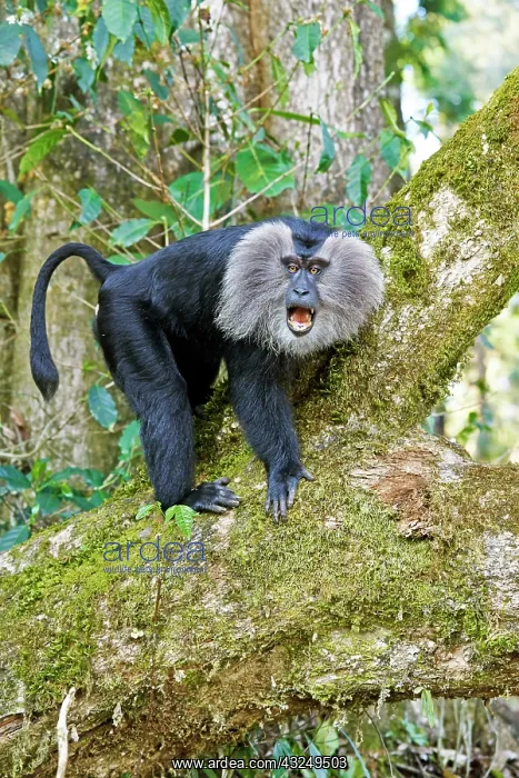 : Lion-tailed Macaque / Wanderoo adult dominant male : Lion-tailed Macaque / Wanderoo adult dominant male