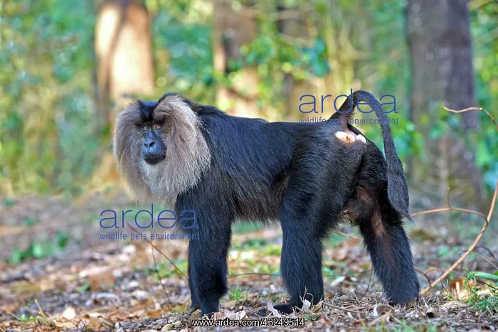 : Lion-tailed Macaque / Wanderoo adult dominant male : Lion-tailed Macaque / Wanderoo adult dominant male